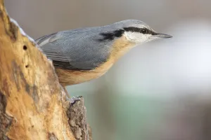 Passerine Birds Online Drucke: nuthatch