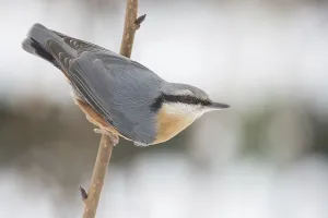 Snowy Bird Habitat Drucke: nuthatch