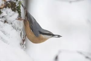 Natural Environment Stock Photos Drucke: nuthatch