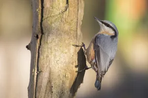 Wood Nuthatch Habitat Drucke: nuthatch