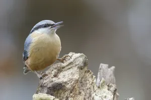 Wood Nuthatch Habitat Drucke: Nuthatch