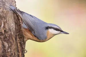 Natural Bird Habitats Drucke: Nuthatch