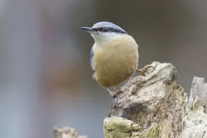 Wood Nuthatch Habitat Drucke: Nuthatch