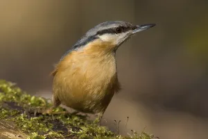 Oscine Songbirds In Nature Drucke: Nuthatch