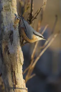 Wood Nuthatch Habitat Drucke: Nuthatch
