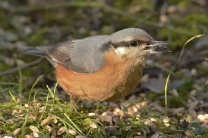 Wood Nuthatch Habitat Drucke: Nuthatch
