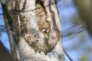 Songbird Breeding Grounds Drucke: Nuthatch at its nesting cavity
