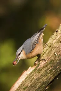 Winter Bird Feeder Drucke: Nuthatch with nut on a trunk
