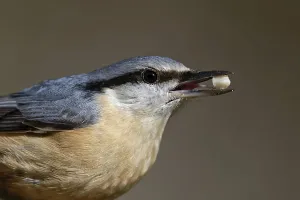 Animal Welfare Drucke: Nuthatch with peanut kernel