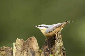 Eurasian Nuthatch Photography Drucke: Nuthatch on a root
