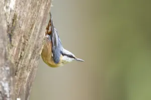 Wood Nuthatch Habitat Drucke: Nuthatch on a tree
