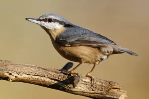 Bird Species Germany Drucke: Nuthatch on a tree