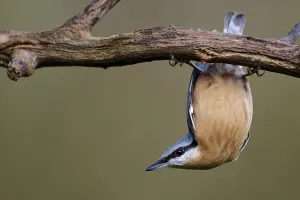 Birdseed Feeding Station Drucke: Nuthatch in a tree