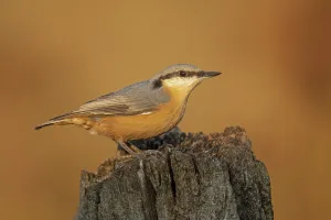 Garden Bird Images Drucke: Nuthatch on a tree trunk