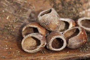 European Mammal Behavior Drucke: Nutshells gnawed by mice