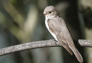 Female Songbird Drucke: Observer