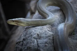 Constrictor Snake Species Drucke: Olive python (Liasis olivaceus)