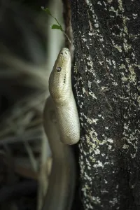 Constrictor Snakes Drucke: Olive python (Liasis olivaceus)