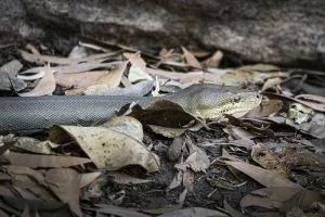 Australian Snakes Drucke: Olive python (Liasis olivaceus)
