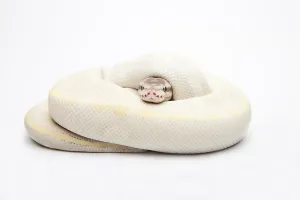 Gerahmter Druck : Opal-Diamant-Ball-Python oder Königspython (Python regius)
