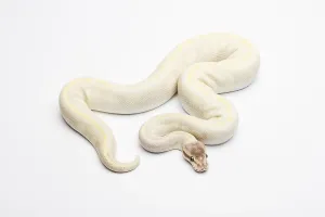Gerahmter Druck : Opal-Diamant-Ball-Python oder Königspython (Python regius) Gerahmter Druck : Opal-Diamant-Ball-Python oder Königspython (Python regius)