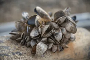 Empty Harbors In Europe Drucke: Opened shells attached to a ship at the harbor