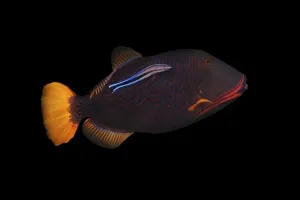 Bluestreak Cleaner Wrasse Drucke: Orange-lined triggerfish