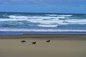 Haematopus unicolor