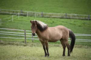 Horse Paddock Drucke: In a paddock