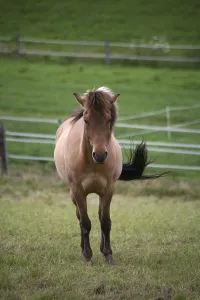 Livestock Breeding Practices Drucke: In a paddock