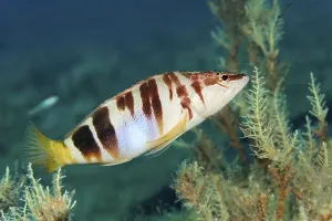 No People Mediterranean Sea Drucke: Painted comber (Serranus scriba)