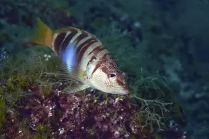 Uninhabited Mediterranean Coast Drucke: Painted comber (Serranus scriba)