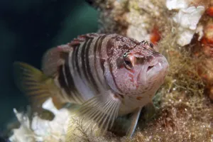 Close Up Fish Images Drucke: Painted comber (Serranus scriba)