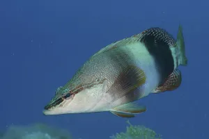 Underwater Animal Pictures Drucke: Painted comber (Serranus scriba)