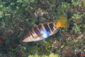 Bony Fish Underwater Photo Drucke: Painted comber (Serranus scriba)