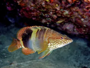 Gran Canaria Dive Site Drucke: Painted comber (Serranus scriba)