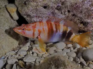 Costa Brava Diving Drucke: Painted comber (Serranus scriba)