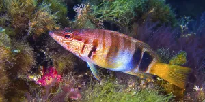Bony Fish Europe Drucke: Painted Comber, Serranus scriba