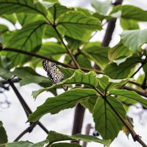 European Insect Fauna Drucke: Paper kite (Idea leuconoe), captive