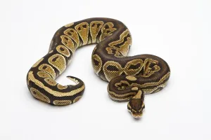 Constrictor Snake Drucke: Paradox Super Fire Ball Python or Royal Python (Python regius)