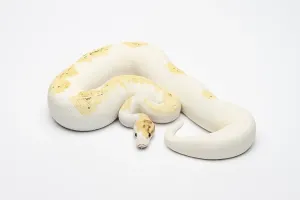 Gerahmter Druck : Paradox Super Fire Ball Python oder Royal Python (Python regius) Gerahmter Druck : Paradox Super Fire Ball Python oder Royal Python (Python regius)
