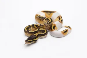 Pastel Piebald Ball Python or Royal Python (Python regius)