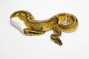 Gerahmter Druck : Pastell-Piebald-Ball-Python oder Königspyton (Python regius) Gerahmter Druck : Pastell-Piebald-Ball-Python oder Königspyton (Python regius)