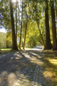 Serene Landscape Drucke: A path lined with large trees in bright sunlight