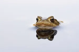Batrachian Wildlife Drucke: Patient toad... Common toad (Bufo bufo)