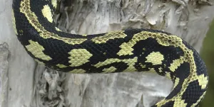Detail of pattern on Asutralian Jungle Python