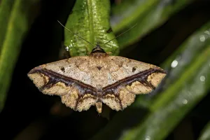 Empty Wilderness Landscape Drucke: Patterned brown moth, sitting on a leaf