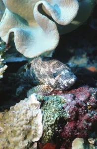 Water Sports Diving Drucke: Perch