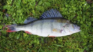 European Perch Drucke: Perch (Perca fluviatilis)