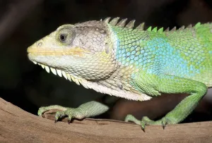 Peru Wildlife Photography Drucke: Peruvian Monkey Lizard (Polychrus peruvianus)